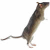 rat-small